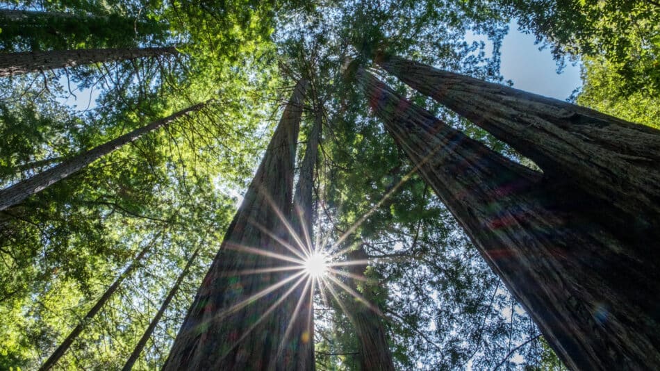 Comment mesurer la hauteur d'un arbre sur pied ? - Chez Clara